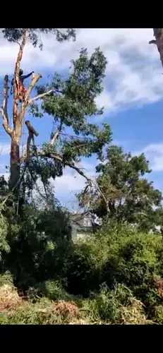 כריתת עצים בגינה פרטית 2